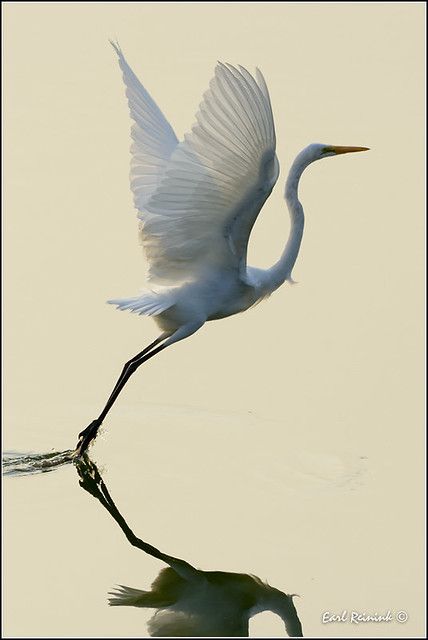 Great Egret | After earlier (morbid) posting, I thought I sh… | Flickr Pelican Drawing, Egret Painting, Heron Photography, Heron Flying, Great White Egret, Egret White, Great Egret, White Egret, Winter Birds