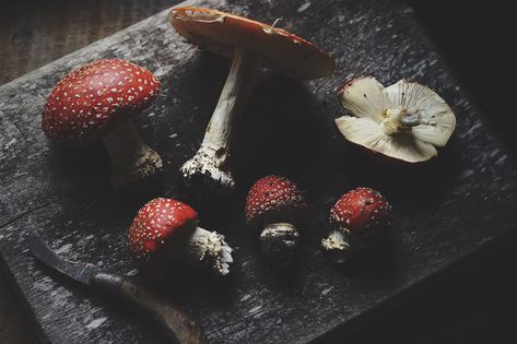 Wood Elf Aesthetic, Elf Aesthetic, Inheritance Cycle, Elf Tree, Nature Witch, Amanita Muscaria, Lucy Boynton, Elder Scrolls Skyrim, Dark Tree