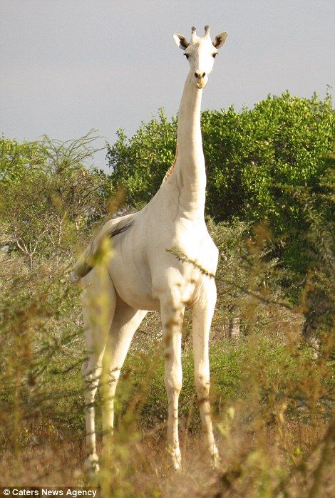 Incredible images have emerged showing a rare white giraffe with no markings on its body grazing with the rest of its herd in the African bush Albino Giraffe, Leucistic Animals, Melanistic Animals, Animals Planet, White Giraffe, White Animals, Albino Animals, Exotic Animals, Interesting Animals