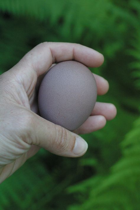 Blue Chicken Eggs, Purple Eggs, Rainbow Eggs, Chicken Egg Colors, Chicken Breeding, Egg Colors, Joel Salatin, Olive Egger, Fox Farm