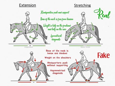 Horse Biomechanics, Dressage Exercises, Horse Training Exercises, Ride A Horse, Horse Dance, Horse Lessons, Dressage Training, Healthy Horses, Horse Exercises