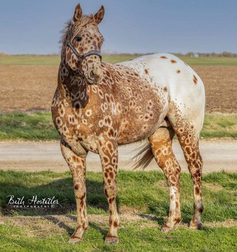 Sorrel Peacock Leopard Appaloosa, Peacock Appaloosa Horse, Peacock Appaloosa, Dapple Horse, Leopard Appaloosa, Rare Horses, Palomino Horse, Scary Dogs, Appaloosa Horse