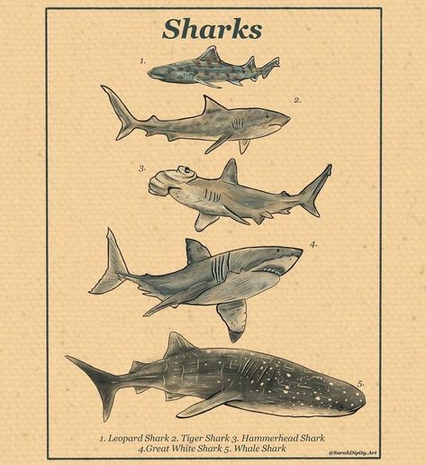 Shark Digital Art, Marine Poster, Shark Pictures, Biology Art, Shark Art, Fun To Draw, Cute Shark, Blue Poster, Marine Biology