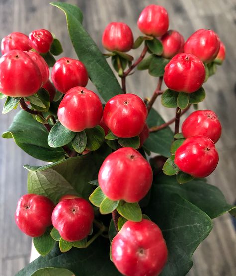 #FlowerFriday These red berries are called Hypericum, but they are more commonly known as St. John's Wort! The name hypericum comes from the Greek words "hyper" and "eikon", which translate to "almost over ghosts". This name refers to the belief that the plant had mystical properties. #NorthScottsdaleFloral #NSF #hypericum #redhypericum #hypericumberries #redhypericumberries #stjohnswort #flowers #flowerfact #redstjohnswort #florist #localflorist Red Hypericum Berries, Flower List, Hypericum Berry, Filler Flowers, St John's Wort, Flower Identification, Hypericum Berries, Color Boards, List Of Flowers