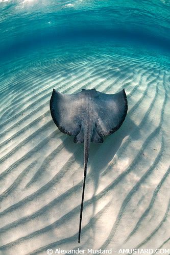 Stingray Southern Stingray, Stingray City Grand Cayman, Hybrid Creatures, Fish Photography, Stingray Tattoo, Stingray Fish, British West Indies, Nature Picture, Fish Fish