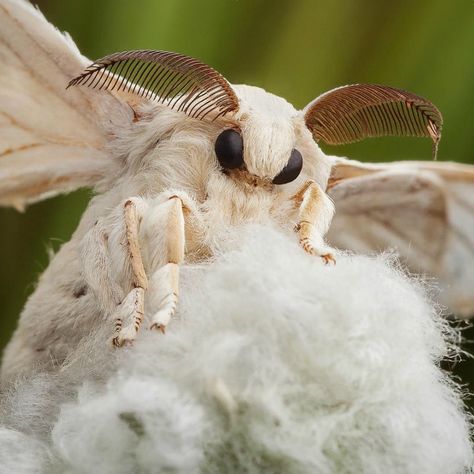 Poodle Moth, Bombyx Mori, Silk Moth, A Bug, Animal Kingdom, Moth, Silk, Animals, White