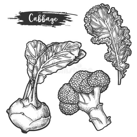 Kale Leaf Tattoo, Cauliflower Tattoo, Kale Tattoo, Kale Drawing, Vegetable Sketch, Kale Leaf, Garden Farming, Vegetable Drawing, Illustrated Recipes