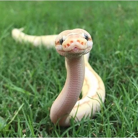 "Lawn noodle" A Snake, Lawn