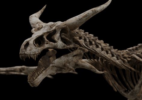 Dragon Skeleton | Galleries | Creature Bone Creature, Dragon Fossil, Skeleton Animals, Wyvern Dragon, Bone Dragon, Dragon Skeleton, Dinosaur Dragon, Dragon Anatomy, Dinosaur Skull