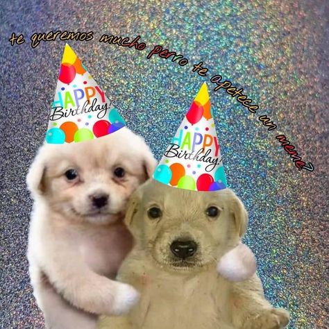 Happy Birthday Puppy, Dog Template, Happy 15th Birthday, Super Funny Pictures, Happy Birthday My Love, Goofy Pictures, Silly Dogs, Happy Birth, Birthday Meme