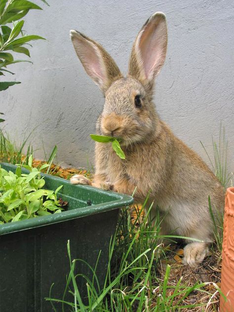 Critters In The Garden Questions | Terroir Seeds Rabbit Repellent, Meat Rabbits, Raising Rabbits, Wild Rabbit, Rabbit Eating, Rabbit Care, Garden Pests, Kew Gardens, Edible Plants