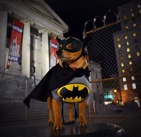 Batman Dog Costume, Batman Dog, Batman Costumes, Batman Costume, Pictures Of Dogs, Rocket Dog, That Moment When, Dog Costume, Batwoman