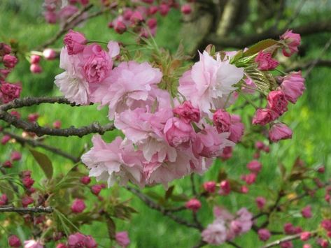 Prunus 'Pink Perfection',Japanese Flowering Cherry 'Pink Perfection', Cherry Pink Perfection', Prunus serrulata 'Pink Perfection', Pink flowers, Spring Flowers, Pink cherry blossoms, Japanese cherry, Flowering cherry tree, Blossom Tree, Cherry blossom tree, Ornamental Cherries Japanese Flowering Cherry Tree, Ornamental Cherry, Prunus Serrulata, Weeping Cherry Tree, Tree Blossom, Flowering Cherry Tree, Gardening Projects, Red Bud, Wedding Flowers Summer