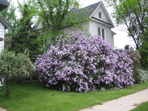 lilacs pictures | you look someone has a lilac tree or a lilac hedge, old lilacs ... Lilac Bush, Lilac Bushes, Lilac Tree, Lilac Blossom, Cottage Garden Design, Flowering Shrubs, Trees And Shrubs, Beautiful Tree, Garden And Yard