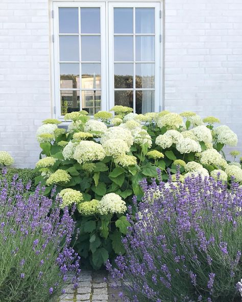 The blue lavenders are cut back and in a few months they will bloom again alongside the white Hydrangeas  My favorite color combination… Limelite Hydrangea Landscape, Lavender Landscaping Ideas, Lavender Landscaping, Front Yard Hydrangea, Reka Bentuk Landskap, Garden Hydrangea, Garden Front Of House, Hydrangea Landscaping, White Hydrangeas