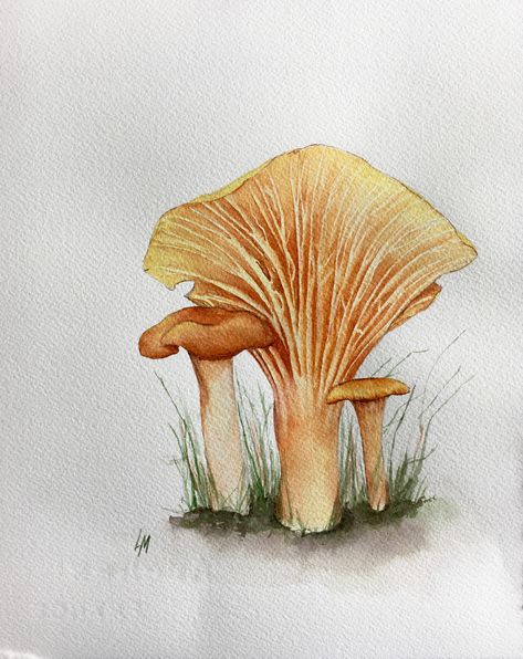 Chanterelles Anyone? Edible mushrooms.  Yum!  Original Watercolor painting inspired by foraging.  Decorate you french farmhouse kitchen with botanical illustration. Chanterelle Drawing, Entomology Illustration, Mushroom Watercolor, Fungi Illustration, Mushroom Painting, Art Mushroom, Mushroom Paint, Mushroom Drawing, Diy Watercolor Painting