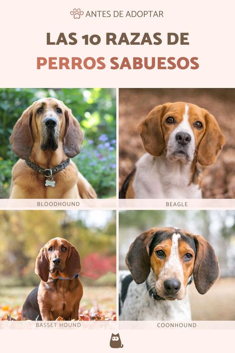 ¡Tan parecidos y diferentes a la vez! Aquí van 10 razas de perros sabuesos que no conocías seguramente. ¡Vamos a verlo en ExpertoAnimal! #RazasPerrosSabuesos #PerrosSabuesos #PerrosSabuesosRazas #Bloodhound #Beagle #Harrier #BassetHound #SabuesoEspañol #Coonhound #Foxhound The Fox And The Hound, Basset Hound, Pitbull, Van