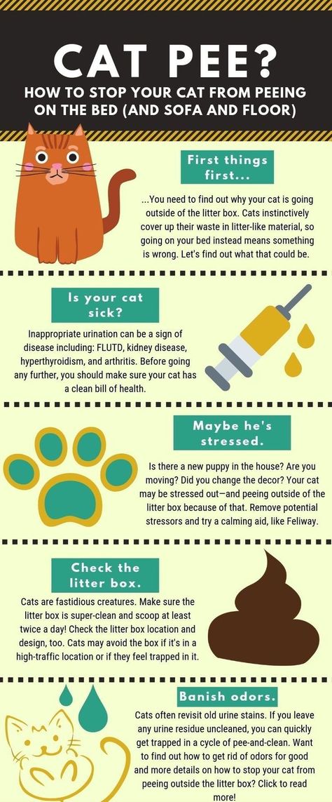 Cat Pee, Cat Odor, Cat Hacks, Cat Spray, Cat Care Tips, Kitten Care, Pet Care Tips, Cat Training, Urinary Tract