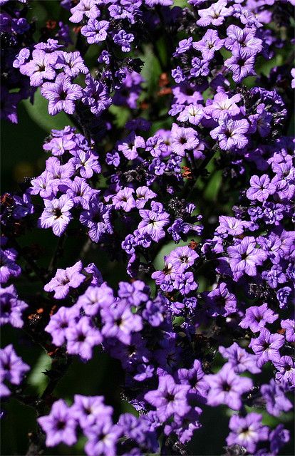 Heliotrope flowers are one of my favorite smells in the world. Heliotrope Flower Aesthetic, Heliotrope Aesthetic, Heliotrope Flower, Creative Garden Ideas, Apollo Aesthetic, Castle Howard, Dark Purple Wallpaper, Aromatic Plant, Purple Garden