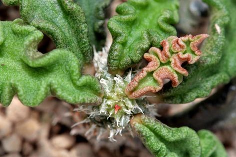 euphorbia decaryi | jeffs bulbesetpots | Flickr Euphorbia Decaryi, Plants