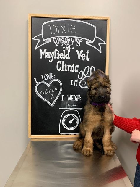 Vet Check @Mayfield Veterinary Clinic Veterinary Clinic Ideas Design, Veterinary Clinic Aesthetic, Veterinary Clinic Decor, Vet Office Organization Ideas, Vet Office Ideas, Vet Clinic Decor Ideas, Vet Clinic Decor, Cute Vet Clinic Ideas, Modern Veterinary Clinic