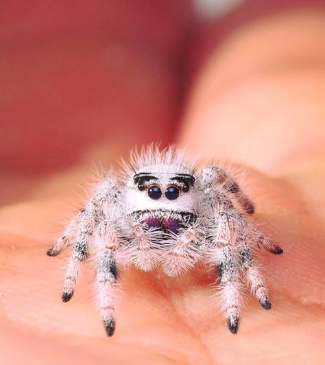 Jumping Spider Cute, Spider Cute, Spider Enclosure, Jumping Spiders, Pet Spider, Jumping Spider, Beautiful Bugs, Arthropods, Arachnids