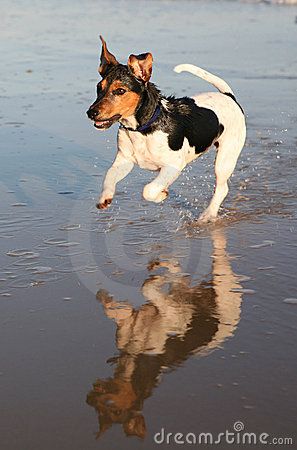 Jack Russell Dog Running Water by Joseph Gough, via Dreamstime Dogs Reference, Dogs On Beach, Mood Dog, Jack Bauer, Dog Shelter, Dog Running, Jack Russell Dogs, Cutest Dog Ever, Running On The Beach