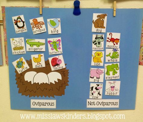 Oviparous animals sort Animals That Come From Eggs Preschool, Oviparous Animals Preschool, Oviparous Animals Kindergarten, Animals Kindergarten, Life Cycles Kindergarten, Oviparous Animals, Science Life Cycles, Meaningful Activities, Hatching Chickens