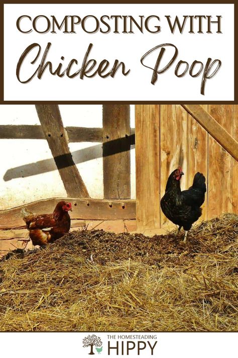 Composting chicken poop is a great way to fertilize your garden’s soil for free. Here’s how to do it. #chickens #homesteading #composting How To Compost Chicken Poop, Chicken Poop Compost, Composting With Chickens, Chicken Fertilizer, Chicken Composting, Chicken Coop Bedding, Small Compost Bin, Inside Chicken Coop, How To Start Composting