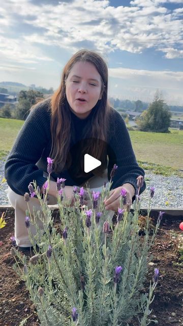 Carla Valenzuela | Flores La Pudu Puerto Varas on Instagram: "Podar tu lavanda y hacer esquejes para tener más plantas 🪴 

#lavandas #puertovaras #llanquihue #puertooctay #flores #surdechile #jardineria" Ideas Jardin, Some Ideas, Ideas Para, To Do List, On Instagram, Instagram