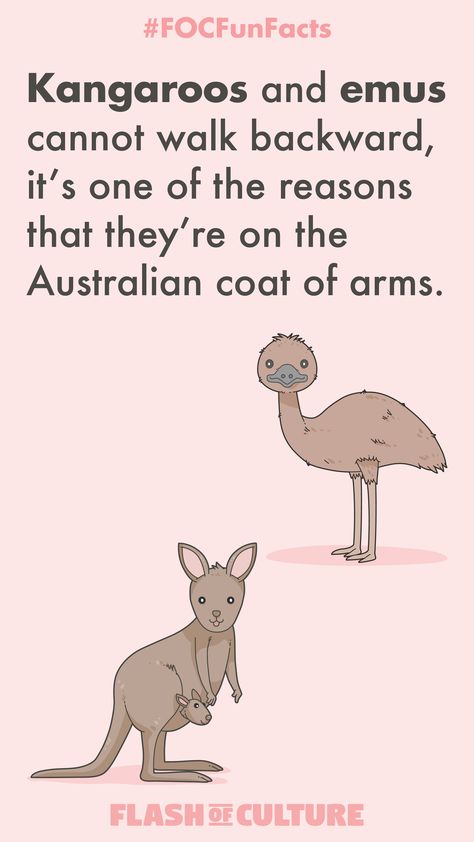 Image of a kangaroo and an emu with the fun fact text - Kangaroos and emus cannot walk backward, one of the reasons that they're on the Australian coat of arms. Australia Facts For Kids, Kangaroo Facts, Australia Fun Facts, Animals In Australia, Facts About Australia, Australian Coat Of Arms, Australia Facts, Kids Facts, Animal Facts For Kids