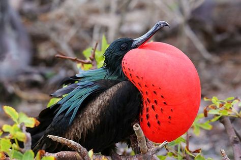 Frigate Bird, Andean Condor, Toco Toucan, Giant Tortoise, Galapagos Islands, American Travel, Oceans Of The World, Photo Journal, Sea Birds