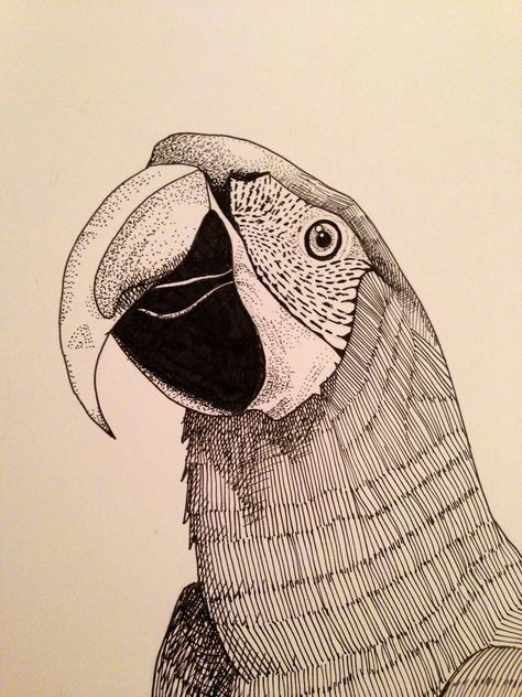 Parrot Head Drawing, Pen Drawing Simple, Poster Sketch, Lovely Drawings, Parrot Tattoo, Parrot Drawing, Clown Paintings, Academic Drawing, Parrots Art