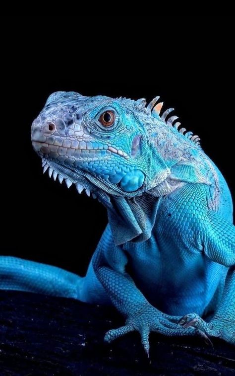 Bearded Dragon Cute, Reptile Room, Wild Animals Photos, Blue Lizard, Jungle Art, Cute Reptiles, Reptiles Pet, Reptiles And Amphibians, Ocean Creatures