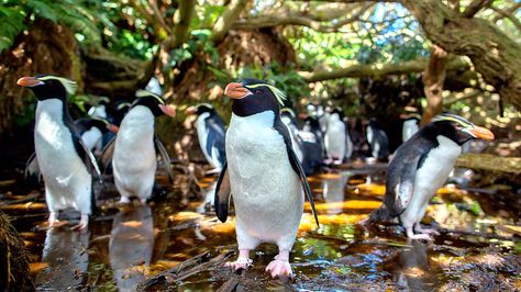 A look at New Zealand's wildlife, which has been isolated since the time of the dinosaurs. New Zealand Wildlife, Small Yachts, Forest Canopy, Southern Ocean, Wildlife Photos, Bbc News, Animals Beautiful, Animals Wild, Penguins