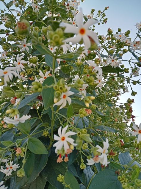 Jasmine Plant, Nature Photography Flowers, Beautiful Flowers Images, Flowers Photography Wallpaper, Cute Backgrounds For Phones, Nothing But Flowers, Wallpaper Nature Flowers, Beautiful Flowers Wallpapers, Aesthetic Photography Nature