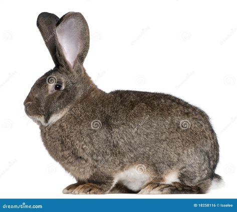 Flemish Giant rabbit in front of white background Flemish Giant Rabbit, Giant Rabbit, Flemish Giant, A Golden Retriever, Types Of Dogs, Healthy And Happy, Pet Owner, Pet Owners, German Shepherd