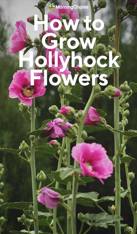 An Essential Guide to Growing Hollyhocks for Food and Beauty Growing Hollyhocks, Morning Chores, Budget Flowers, Hollyhocks Flowers, Flower Farmer, Family Garden, Annual Flowers, Flowering Shrubs, Vegetable Gardening