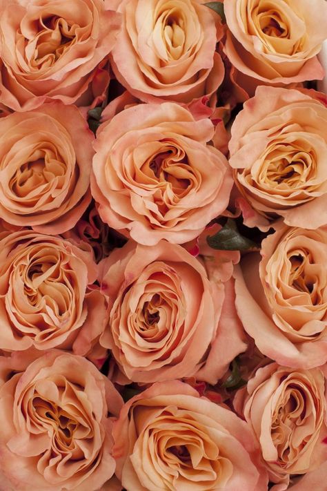 Shimmer - Peach Rose Peach Roses Wallpaper, Ipad Shortcuts, Shimmer Rose, Roses Wallpaper, Rose Background, Peach Rose, Valentine Tags, Peach Roses, Rose Wallpaper