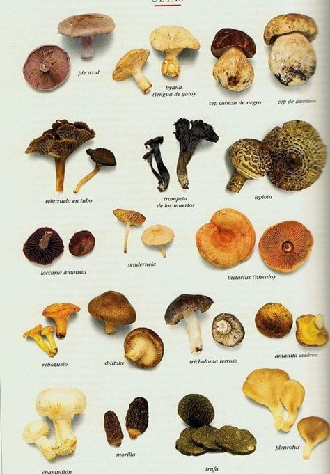 Edible Wild Mushrooms, Slime Mold, Mushroom Varieties, Mushroom Images, Edible Mushrooms, Mushroom Hunting, Organic Protein, Mushroom Fungi, Human Food