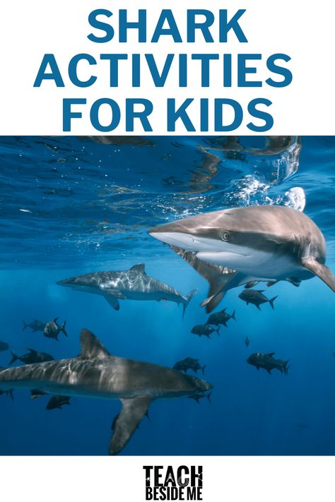 Find some fun hands-on learning and play shark activities for kids! Use them during shark week or for an ocean themed lesson! Shark Preschool, Shark Activities For Kids, Shark Week Crafts, Different Types Of Sharks, Kids Experiments, Shark Activities, Types Of Sharks, Cool Sharks, Shark Toy