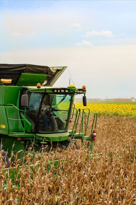 Corn Harvest Pictures, Harvest Sunflowers, Farm Crops, Corn Harvest, Fall Moodboard, John Deere Tractors Farms, John Deere Combine, Corn Field, Baby Highland Cow