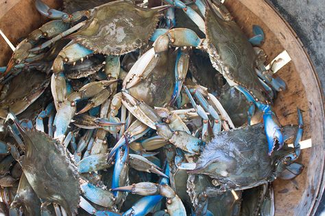 A bushel of blue crab we caught in the Chesapeake Bay Crab Bisque Recipe, Chili Pepper Recipes, Crab Bisque, Bisque Recipe, Crab And Lobster, Our Anniversary, Roasted Red Pepper, Blue Crab, Chesapeake Bay