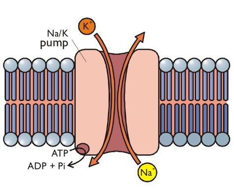 Sodium / Potassium pump. Biochemistry Aesthetic, Alkali Metals, Sodium Potassium Pump, Biology Aesthetic, Biology College, Human Heart Anatomy, Cell Organelles, Neurological System, Medical Stickers