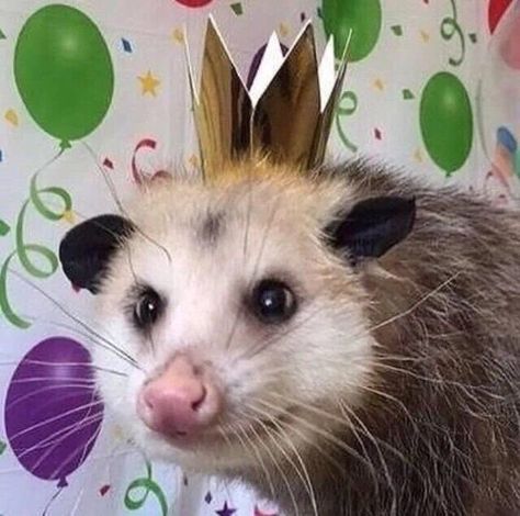 Awesome Possum, Thats Me, Silly Animals, Cute Creatures, Sweet Animals, Ferret, Animal Memes, Cuteness Overload, Animals Friends