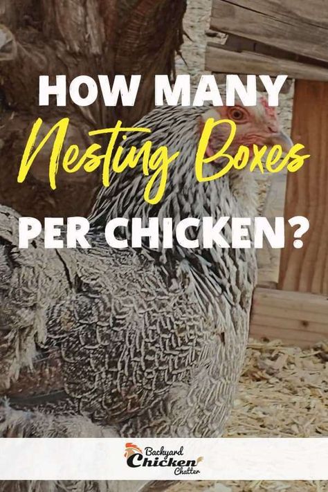 How Many Nesting Boxes For Chickens, Backyard Breakfast, Nesting Boxes For Chickens, Poultry Farming, Shade Grass, Chicken Nesting Boxes, Chicken Tractors, Diy Chicken Coop Plans, Worm Composting