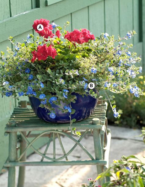 Perfect Container Pairings for Geraniums Flower Garden For Beginners, Garden Ideas Flower, Growing Geraniums, Licorice Plant, Garden For Beginners, Flower Garden Ideas, Blue Container, Fall Container Gardens, Scented Geranium