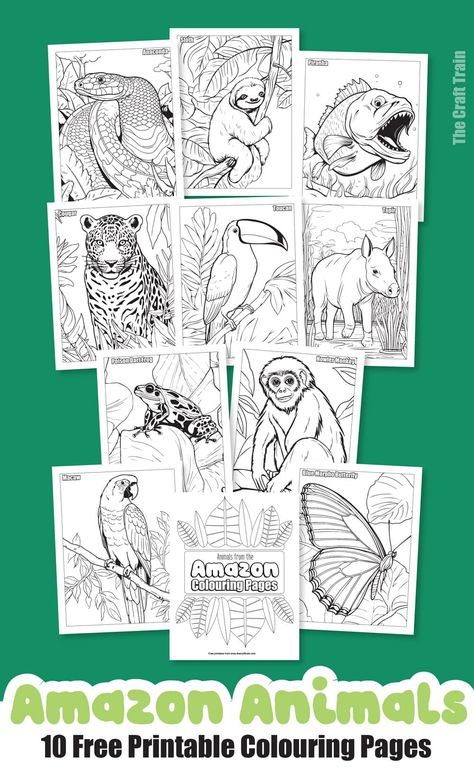 Ten colouring pages featuring animals from the Amazon Rainforest. Free to download. Includes Anaconda, poison dart frog, piranha, cougar, toucan, sloth, monkey, tapir and more. Amazon Rainforest Animals Free Printable, Animal Club Activities, Rainforest Coloring Pages Free Printable, Rainforest Frog Craft, Amazon Rainforest Project, Rainforest Animals Printables, Rainforest Activities For Kids, Rainforest Coloring Pages, Rainforest Map