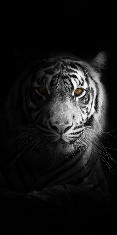 Portrait, minimal, white tiger, dark Wallpaper Tiger Wallpaper, White Tiger, White Photo, In The Dark, Wallpaper Iphone, A Black, Wallpapers, Black And White, Iphone