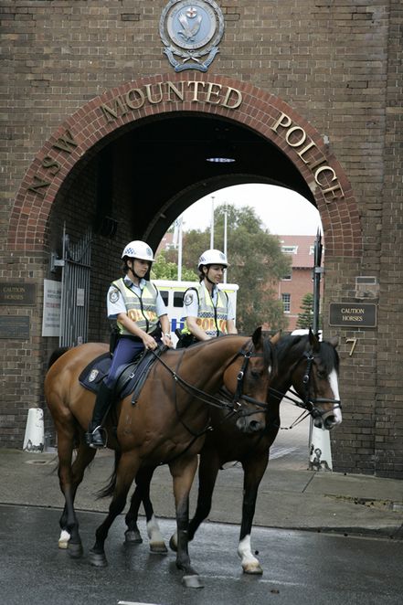 Free / See / Redfern / NSW Mounted Police Unit / Today - Sun 8 Sep 10-2 / www.tendollartown.com.au/items.php?itemid=517 /   NSW Police Mounted Unit Open Day - Meet the horses and riders of the NSW Police Force Mounted Unit, as well as police from local area and specialist commands. There will be riding displays and a fundraising BBQ. Nsw Police, Police Horse, Horse Woman, Mounted Police, Ford Police, Armored Truck, Police Gear, Open Day, Police Dogs